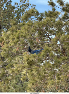 247 a2n. TF - Bryce Canyon National Park - Blue Jay in a tree