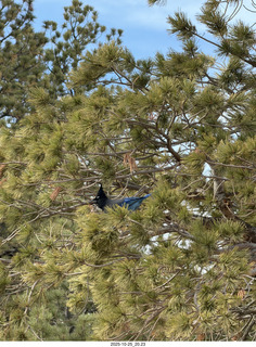 248 a2n. TF - Bryce Canyon National Park - Blue Jay in a tree