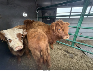 261 a2n. TF - Bryce Canyon National Park - cows in a trailer