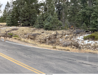 277 a2n. TF - Bryce Canyon National Park - mule deer