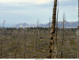 278 a2n. TF - Bryce Canyon National Park - burnt trees