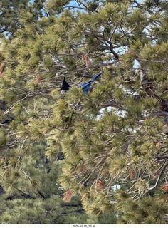 320 a2n. TF - Bryce Canyon National Park - Blue Jay in a tree