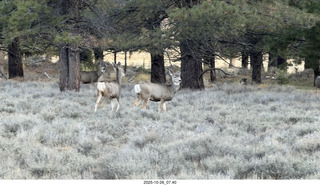77 a2n. drone Bryce Canyon National Park - mule deer