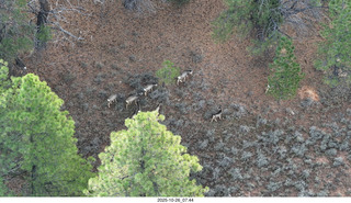 105 a2n. drone - Bryce Canyon National Park - mule deer