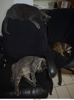 cats Devin, Potato, and Pickle