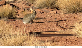 243 a2q. Utah - Happy Canyon airstrip area - rabbit