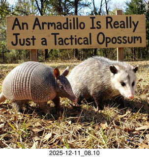 1 a2q. An Armadilla Is Really Just a Tactical Opposum Utah - Canyonlands National Park