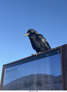 398 a2q. Utah - Canyonlands National Park - Mesa Arch hike - raven