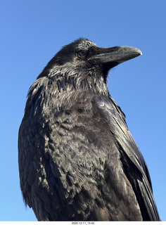 405 a2q. Utah - Canyonlands National Park - raven