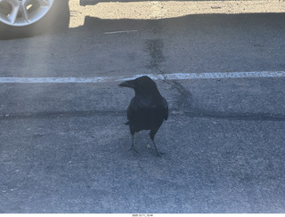 407 a2q. Utah - Canyonlands National Park - raven
