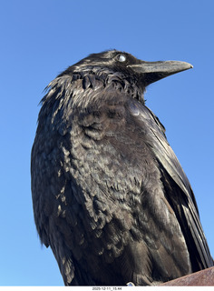 409 a2q. Utah - Canyonlands National Park - raven