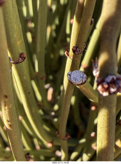 472 a2q. Utah - Canyonlands National Park