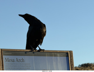 491 a2q. Utah - Canyonlands National Park - Mesa Arch sign - raven