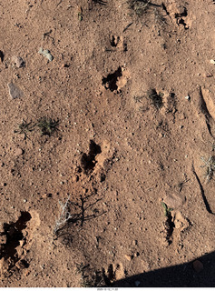 160 a2q. Utah - Mineral Canyon hike - animal footprints