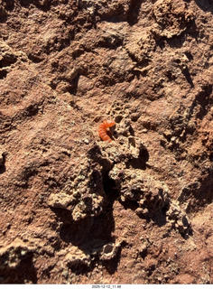 216 a2q. Utah -  Mineral Canyon hike - close-up of orange worm