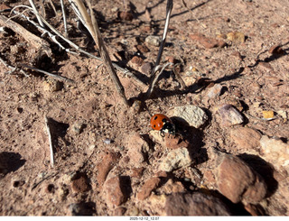 261 a2q. Utah -  Mineral Canyon - ladybug close-up