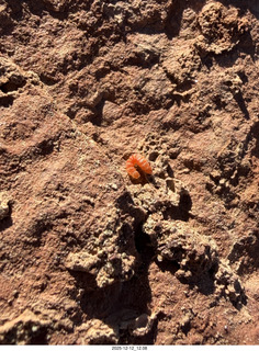 263 a2q. Utah -  Mineral Canyon - orange worm close-up